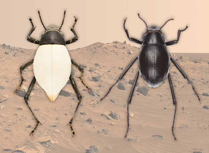 Namib Desert Beetles as Bioinspiration for Planetary Exploration